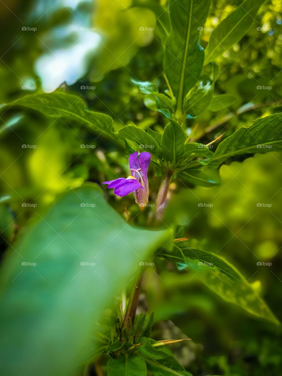 Beautiful close up of madurutala flower. Galle sri lanka