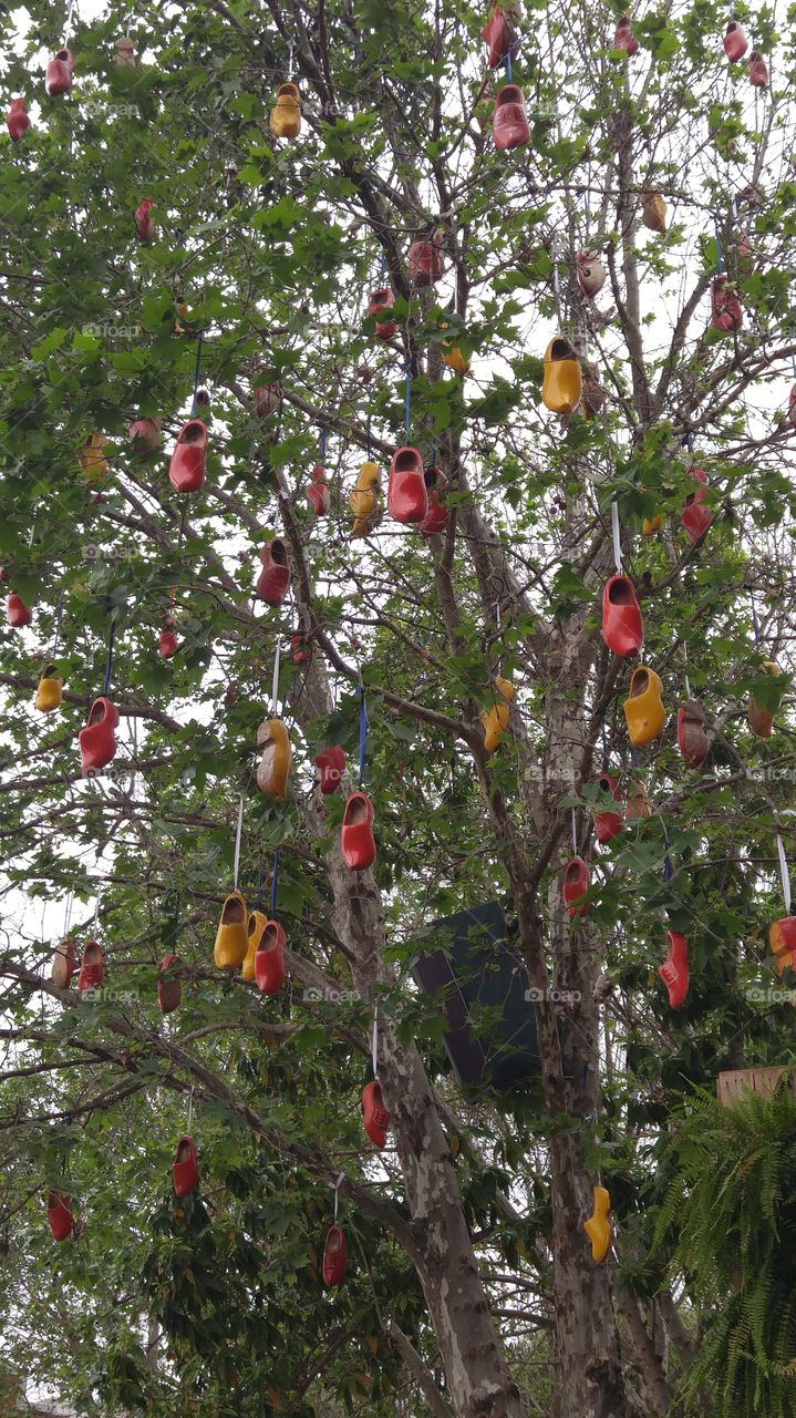 Shoe Tree