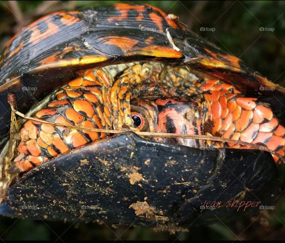 turtle closeup