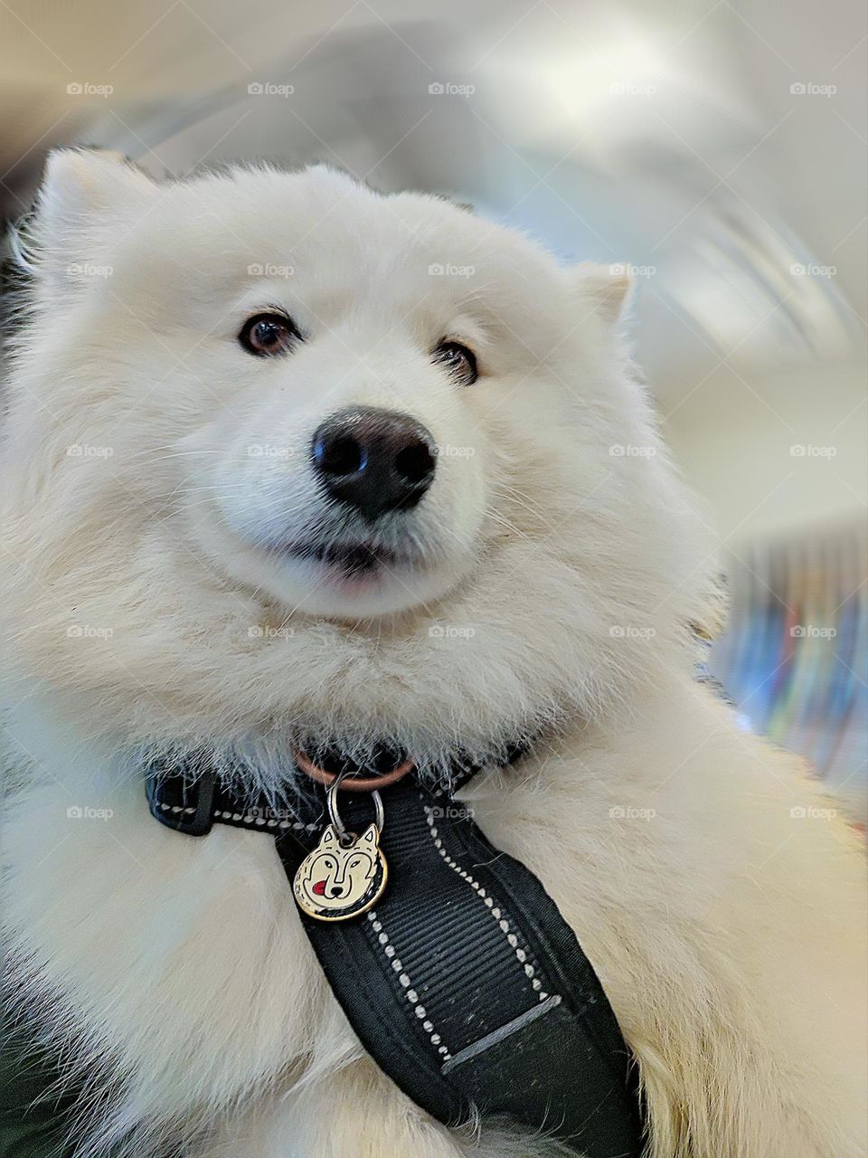 White colour.  The kind muzzle of a white dog of the Samoyed breed.  On the neck of the dog, a contrast in the form of a black collar with a metal dog emblem