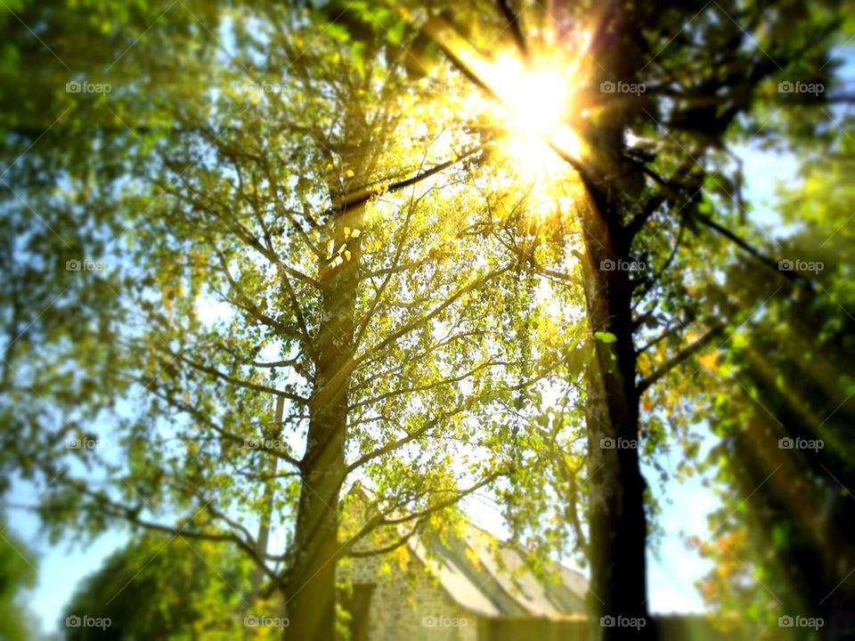 Trees in the sun