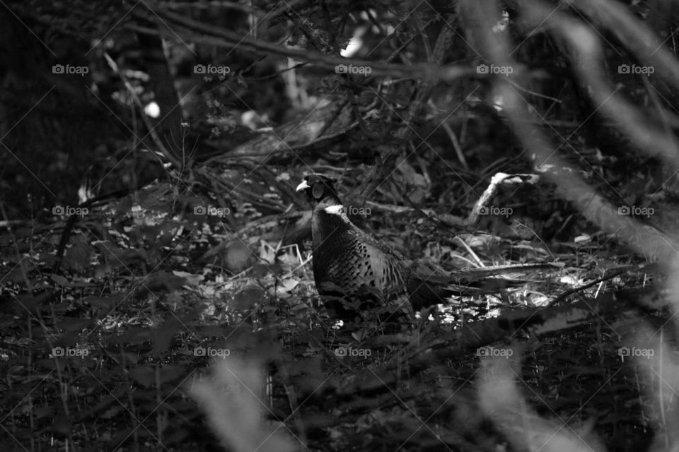 Camouflage in the Forest