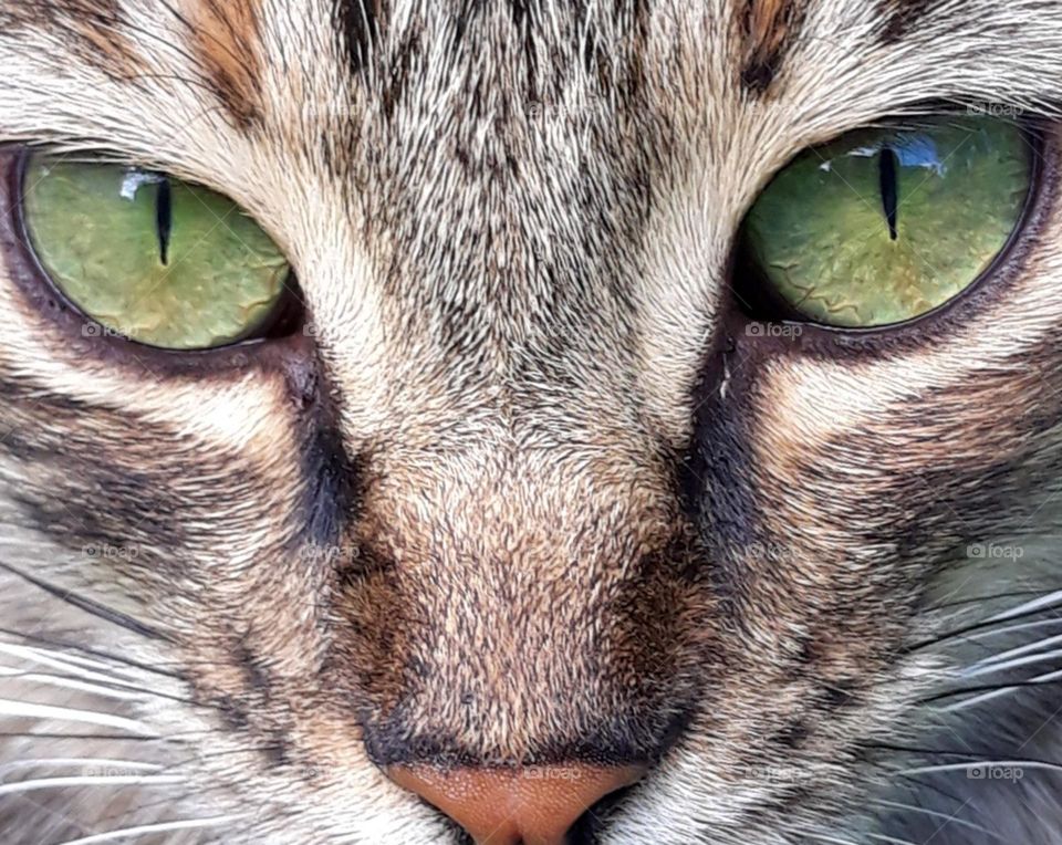 A tabby cats face