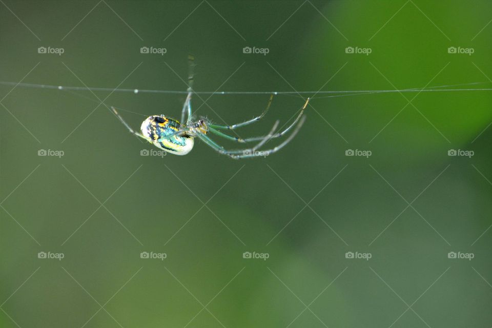 Orchard Orbweaver Spider