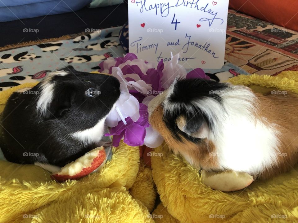 4 th Birthday celebration for 5he piggies 