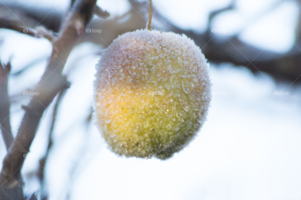 Apple covered with frost, frosty frozen fruit tree , äpple frost äppelträd 