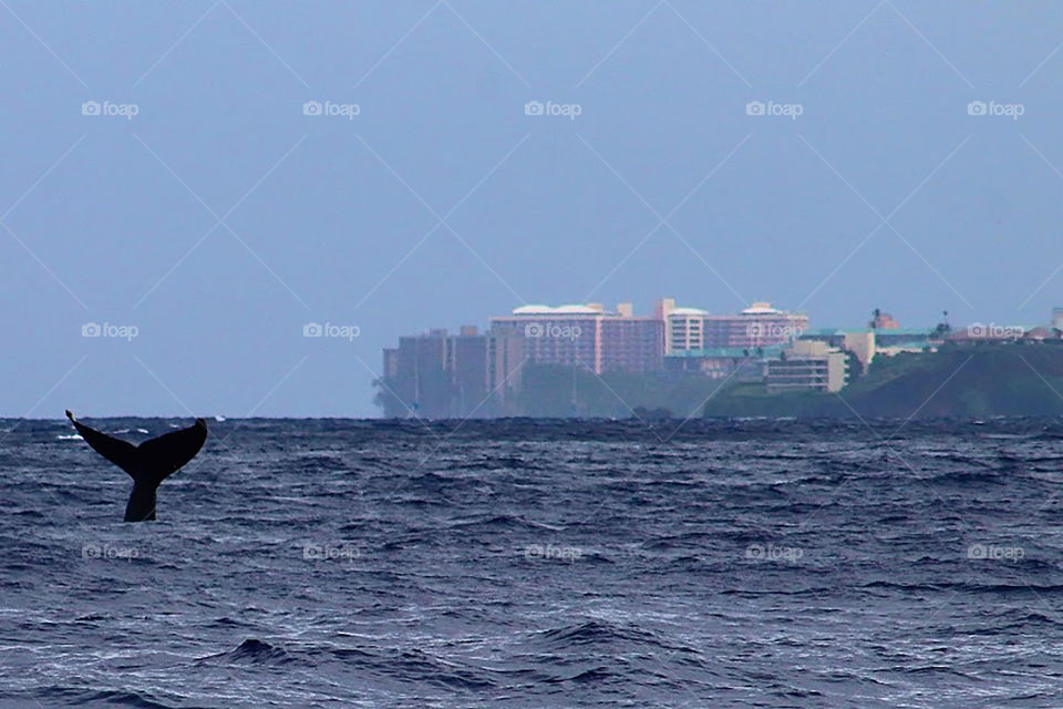 Whale Watching in Maui