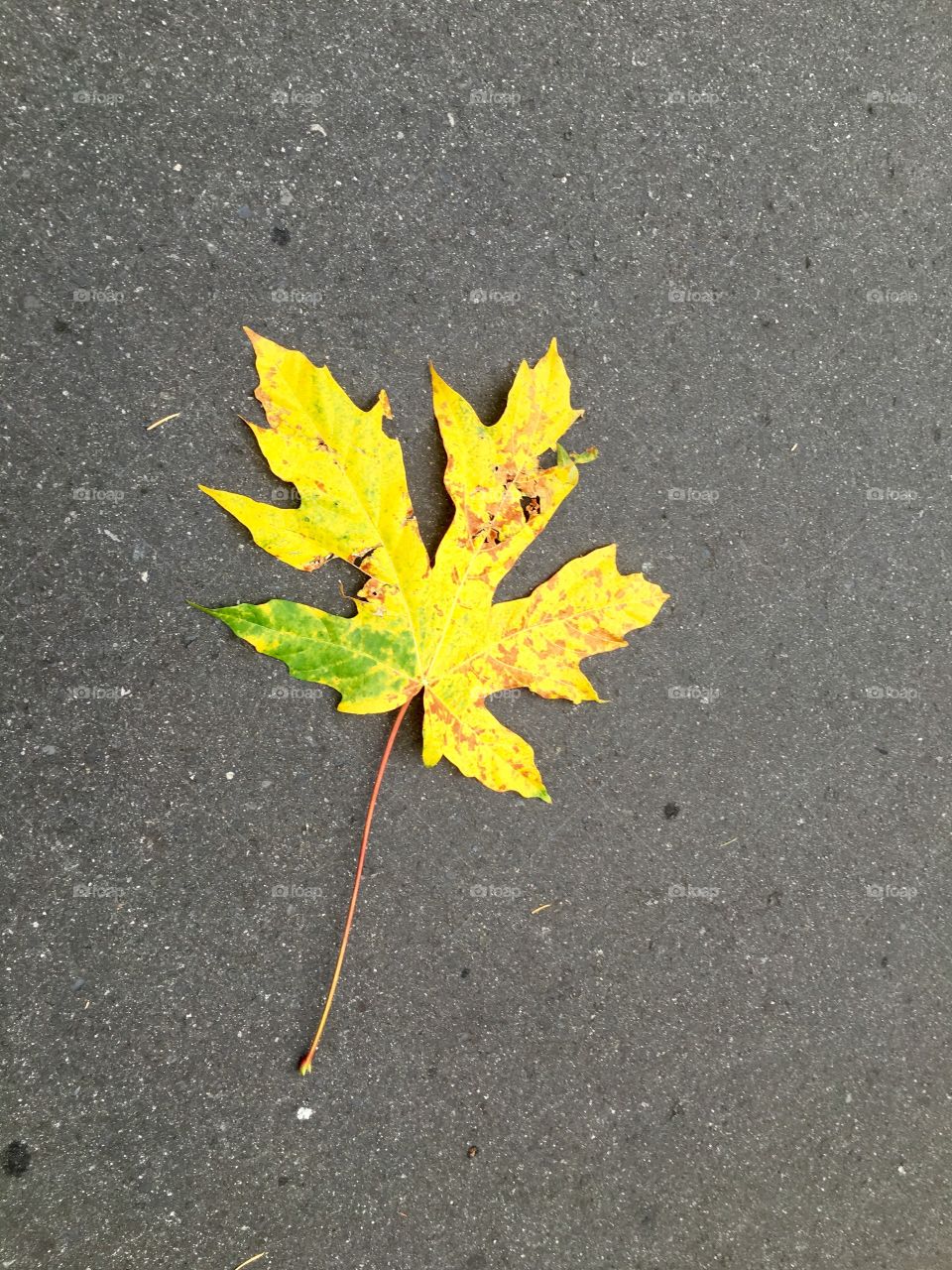 Fallen leaf