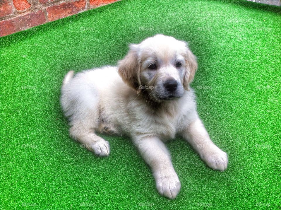 Zoe - Golden Retriever