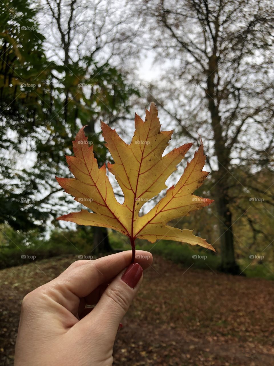 Autumn ist beautiful 