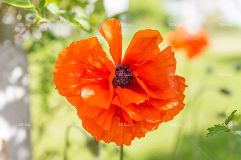 Closeup of orange colored poppy flower 