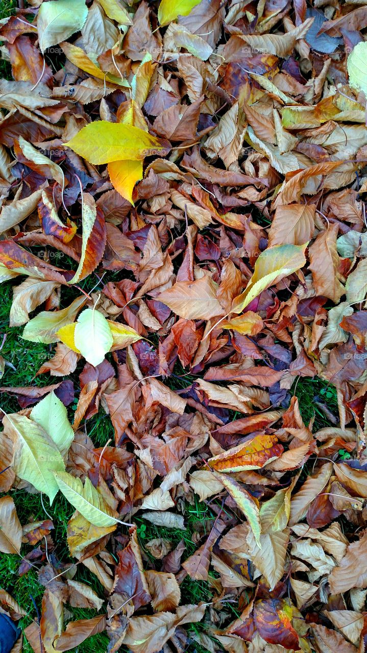 Colorful fall leaves.