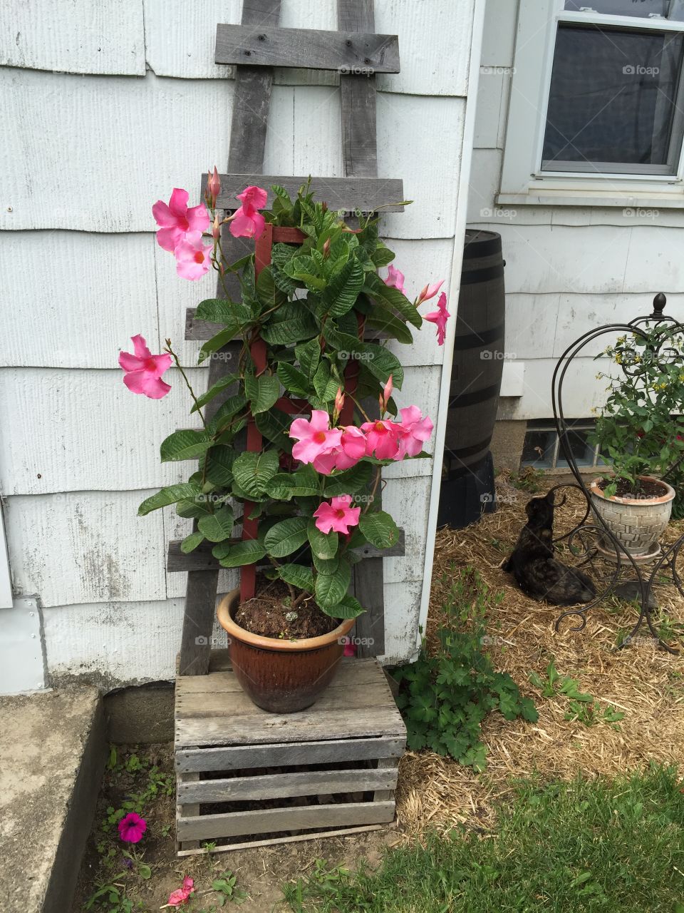Pink flowering plant