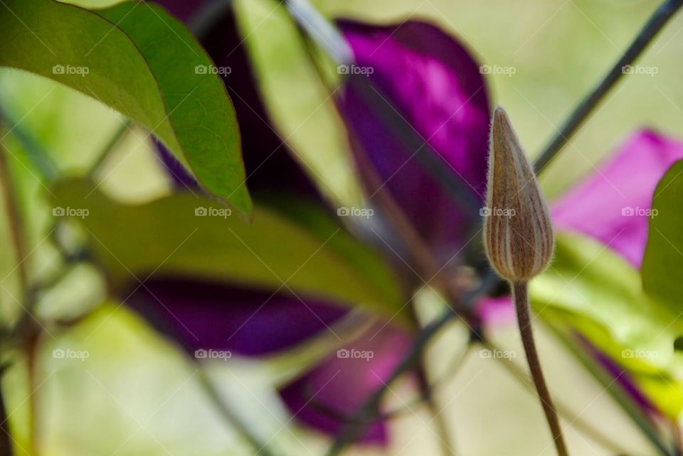 Clematis Bud with Purple Background Blur