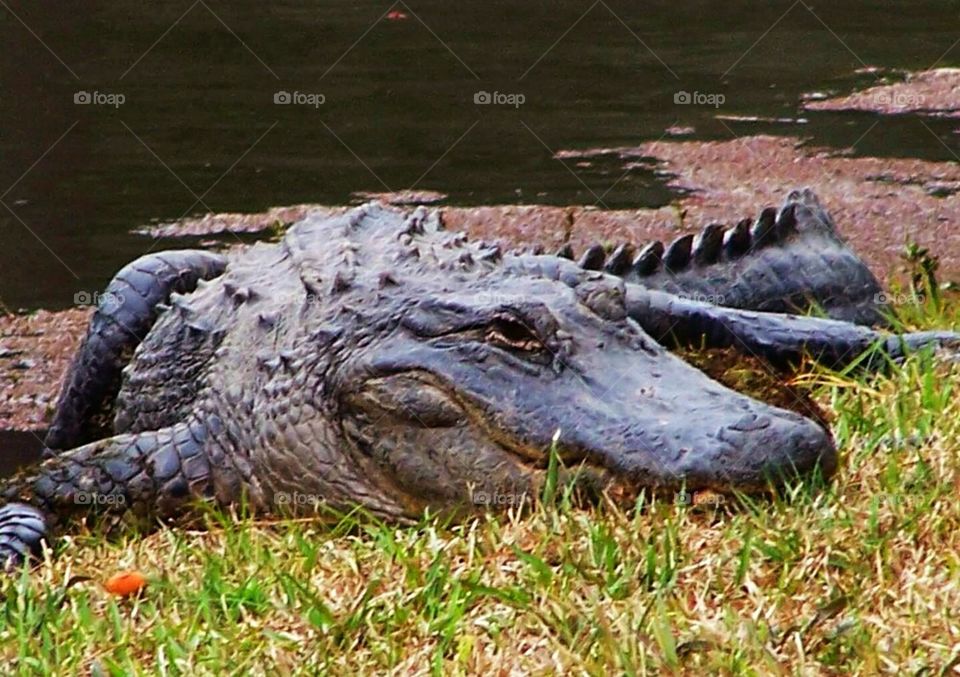 Alligator 2