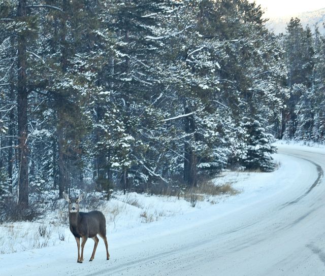 Jasper, Canada