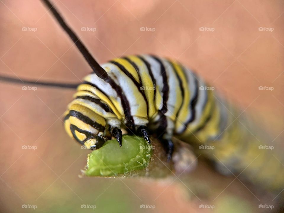 
Monarch Larvae - Monarch butterflies go through four stages during one life cycle and through four generations in one year. ... In March and April the eggs are laid on milkweed plants. They hatch into baby caterpillars, also called the larvae