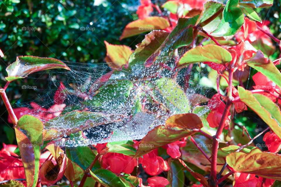 Raindrops trapped in a spider web in a flowerbed.