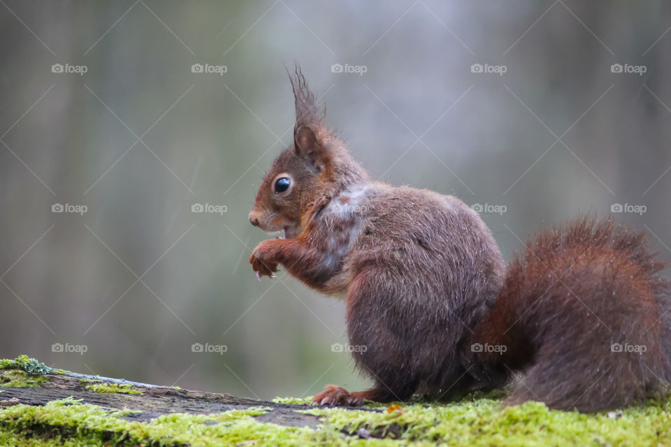 Squirrel, oh it's rainy!