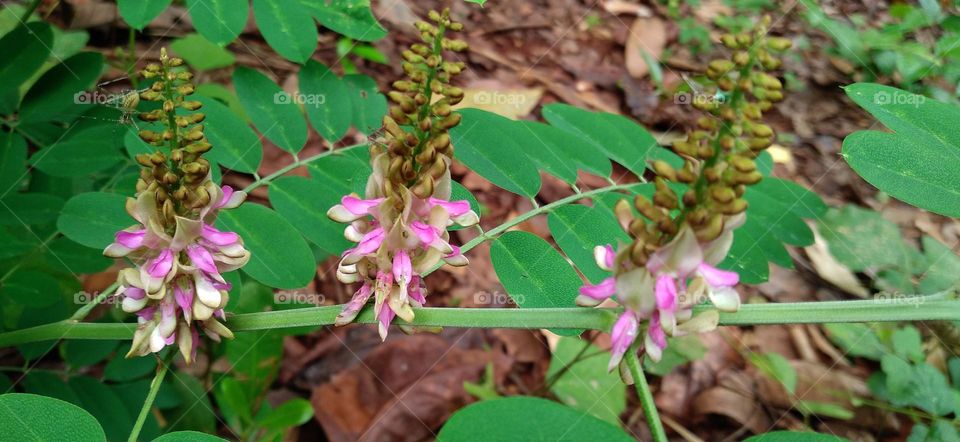 Beautiful flowers grow wild on the edge of the garden