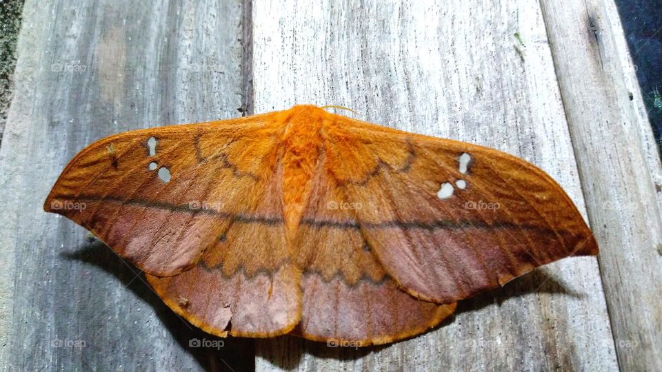 This butterfly is beautiful even at night.