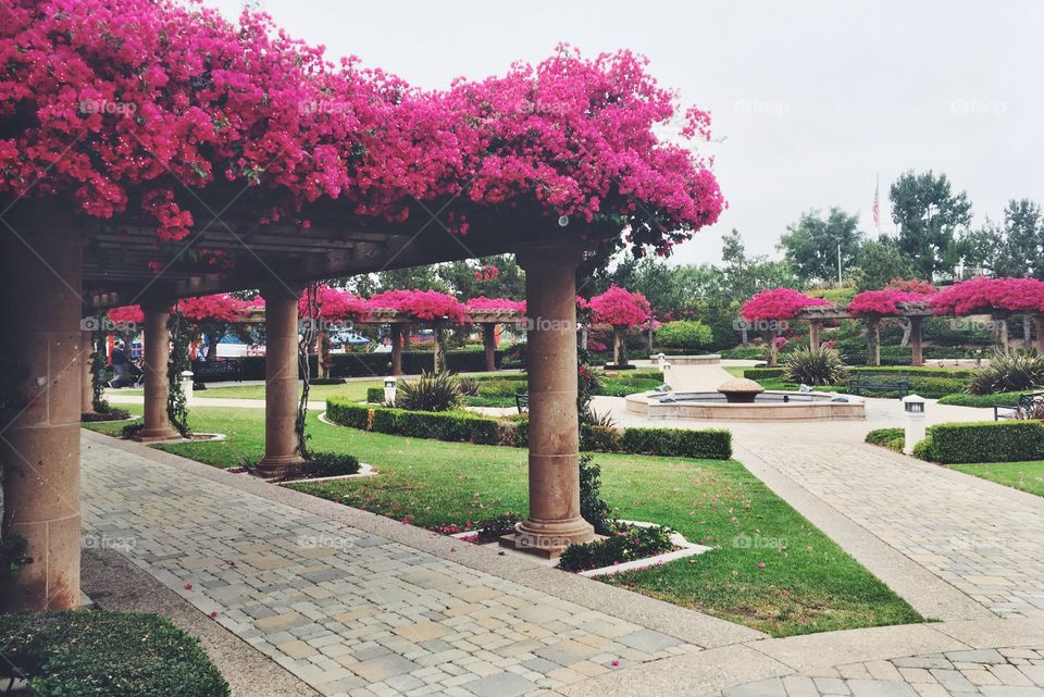 Bougainvillea