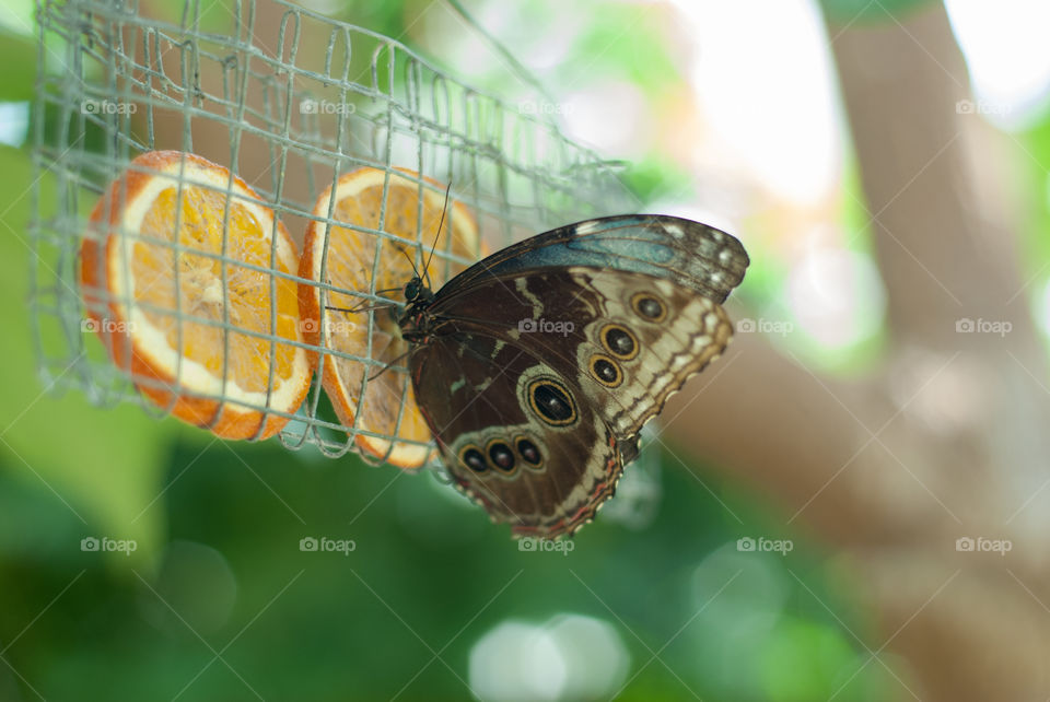 Butterfly Feeding on Oranges