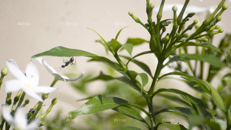 The ant on its quest for delicious food on a giant plant.