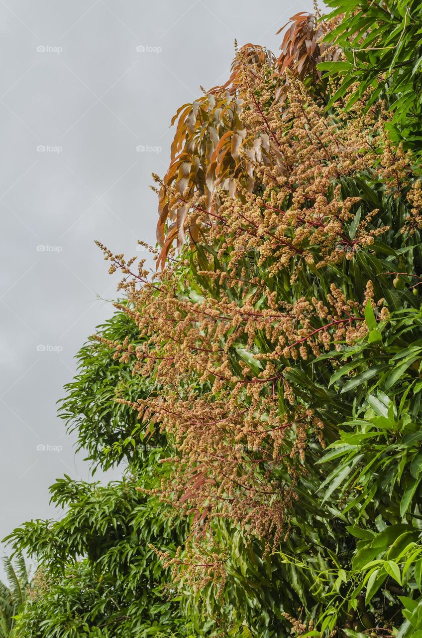 Mango Tree Blossoms