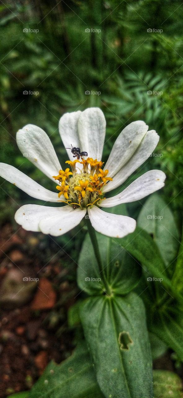 A little bee perches on a blooming white zinnia