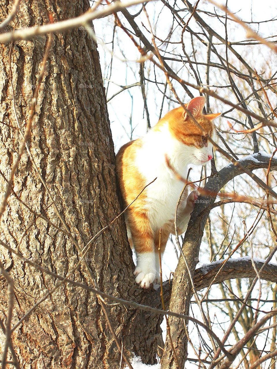 Up a Tree