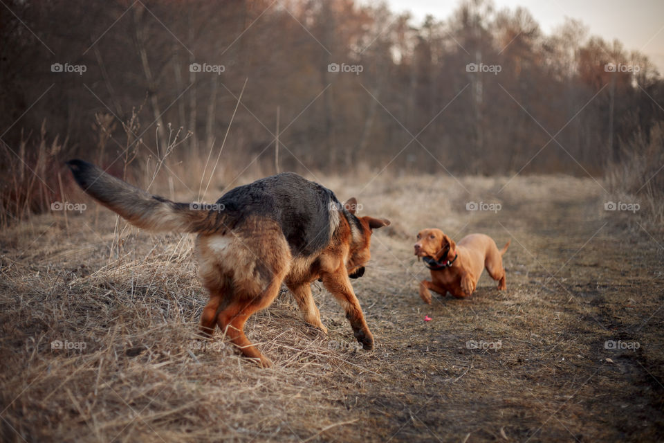 German shepherd young male dog playing with Hungarian vizsla dog outdoor at a spring evening