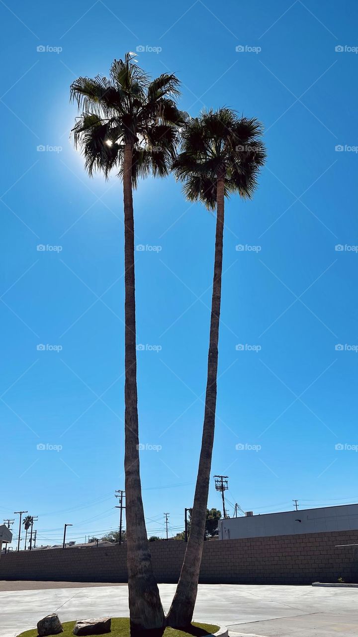 Palm trees near Route 66 in Barstow, CA