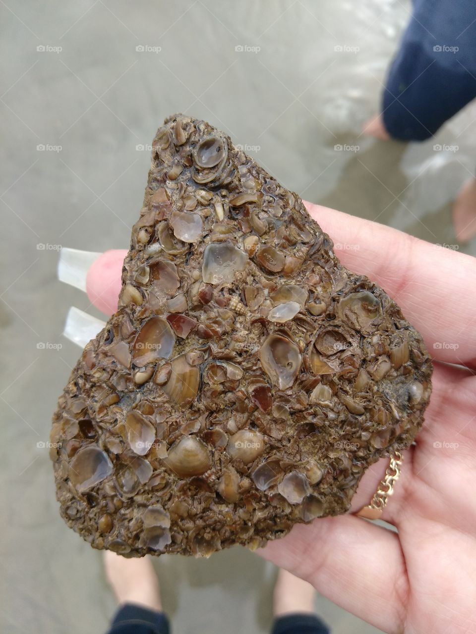 encrusted sea shells