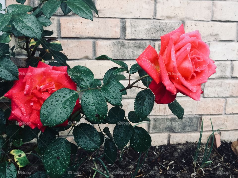 Beautiful blooming pink roses