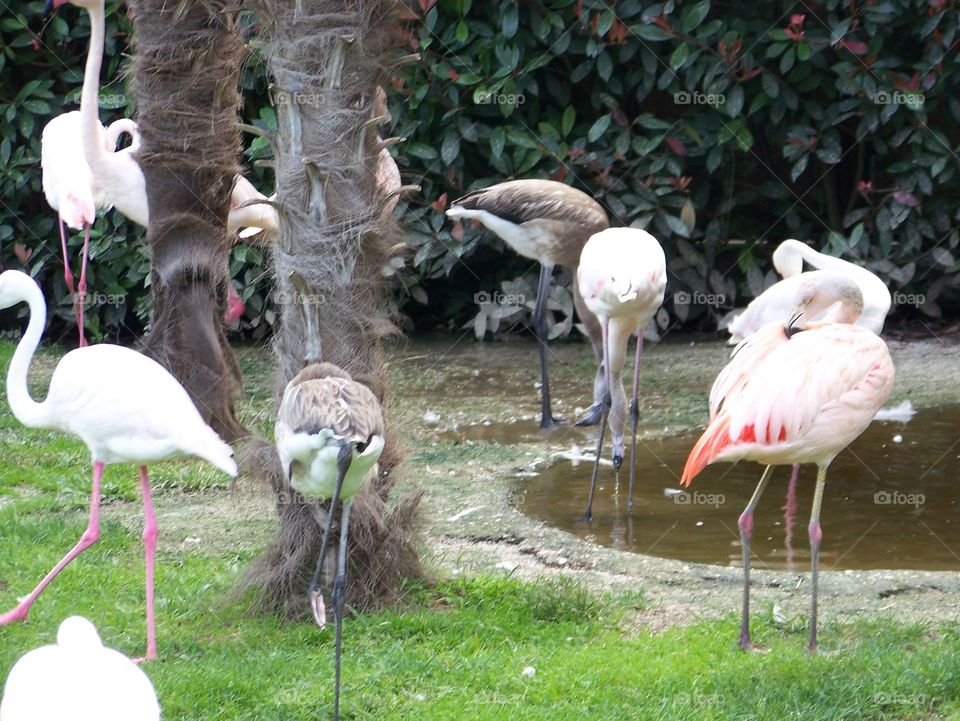 bird nature zoo beauty green