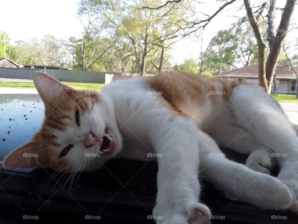 Chatty cat talking to the birds