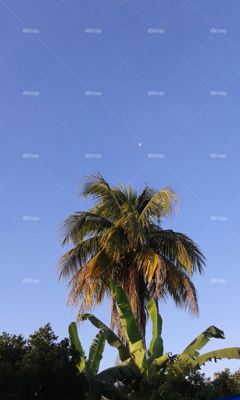 No Person, Palm, Beach, Tropical, Tree