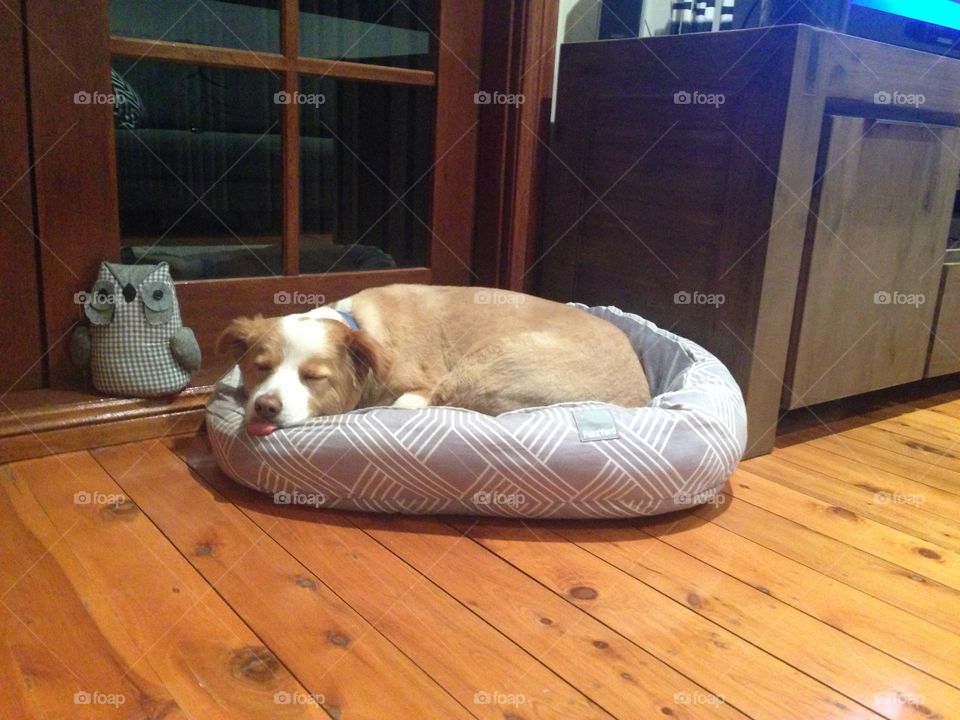 Cute puppy . My cousins dog asleep with his tongue poking out! 