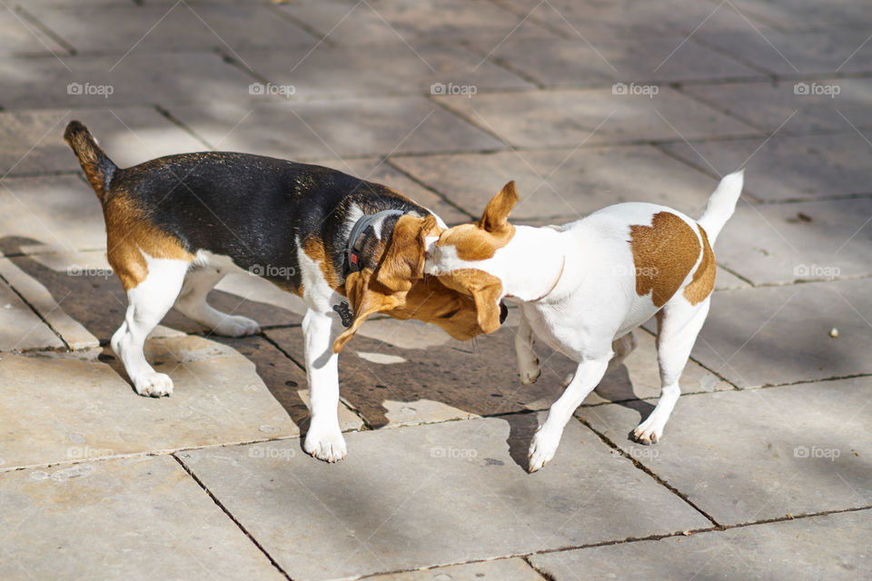 Beagle playing with a Jack Russell