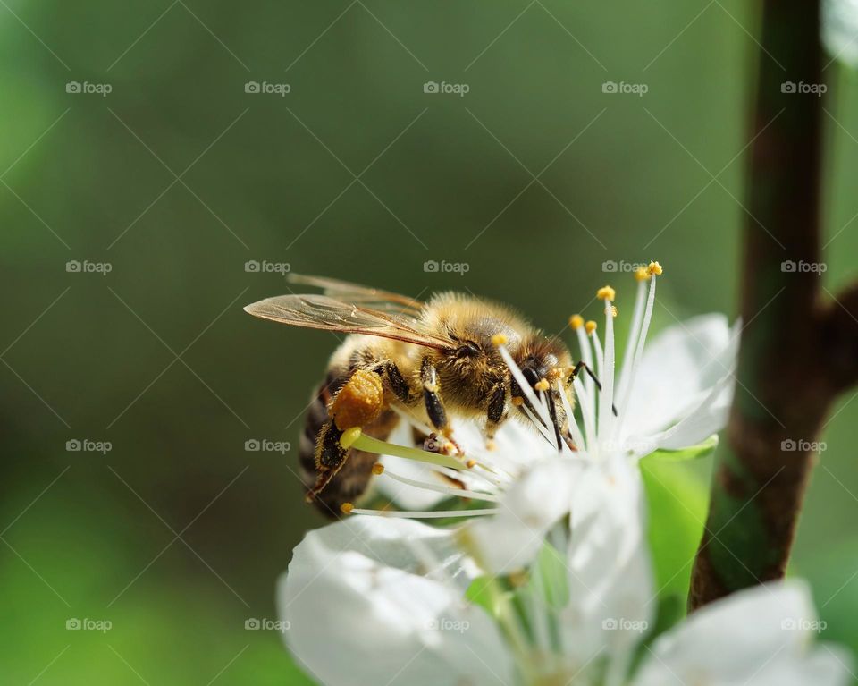 Honey bee searching for nectar