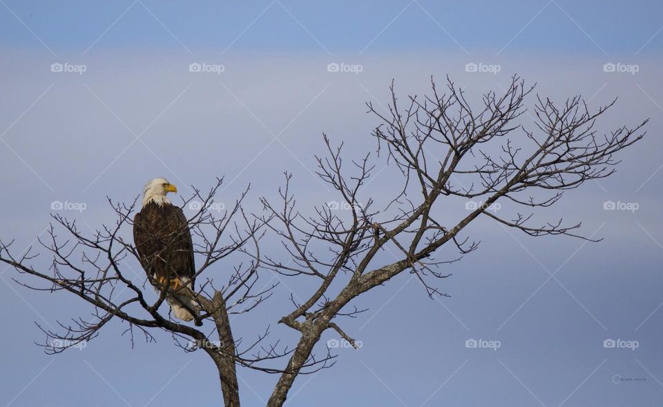 Bald Eagle