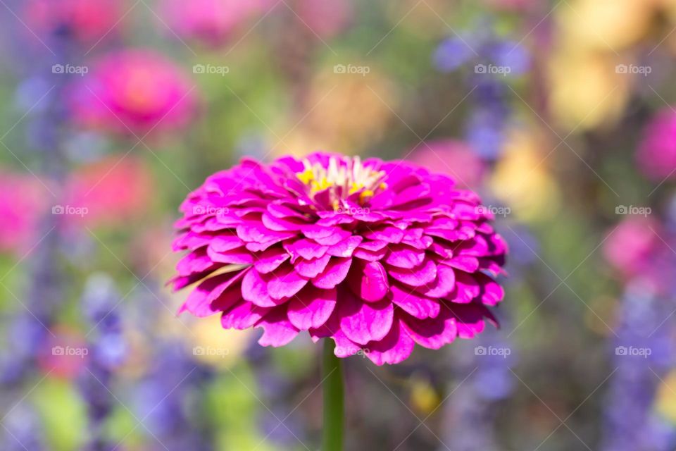 Closeup of a beautiful pink dahlia flower in a colorful garden with flowers in many colors in the background 