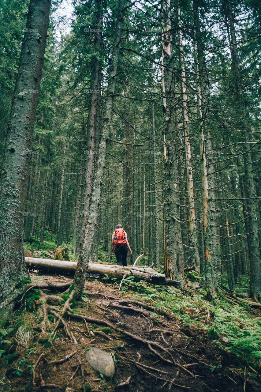 hiking in the majestic woods of Romania