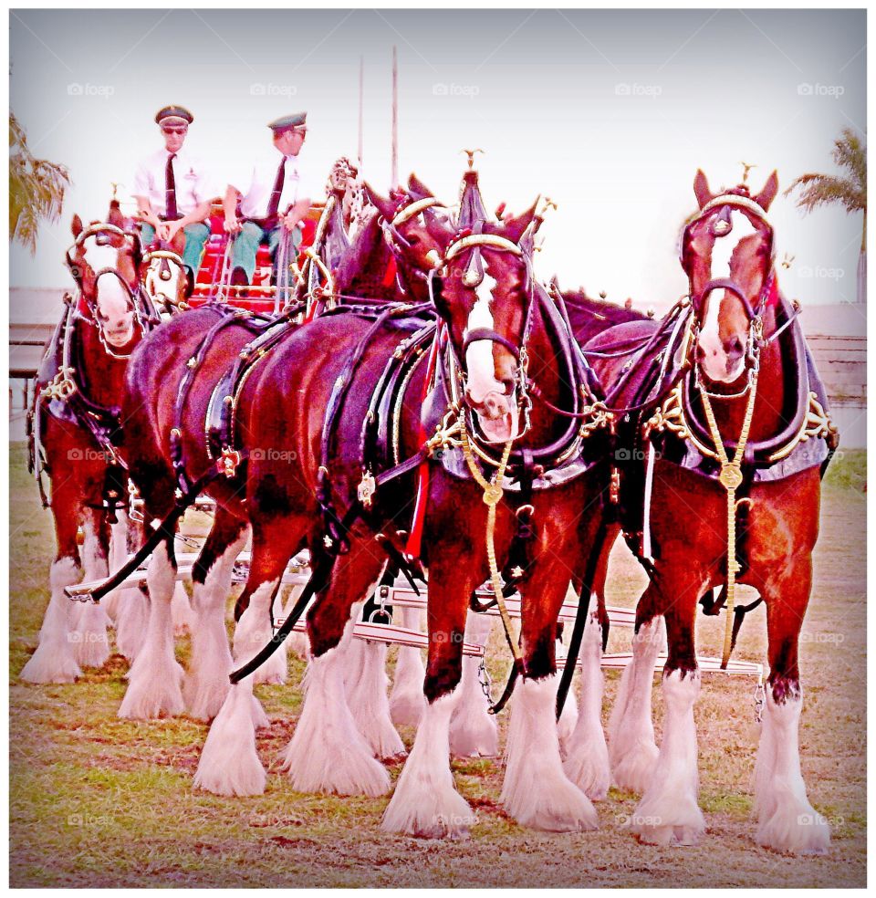 Clydesdale horses 