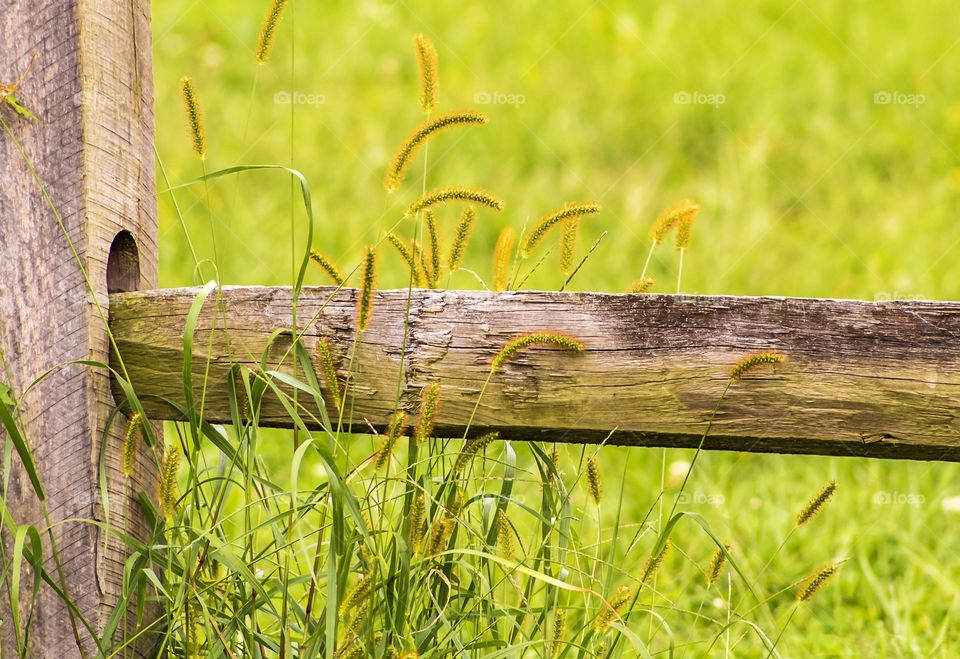 Wooden fence with green foliage 