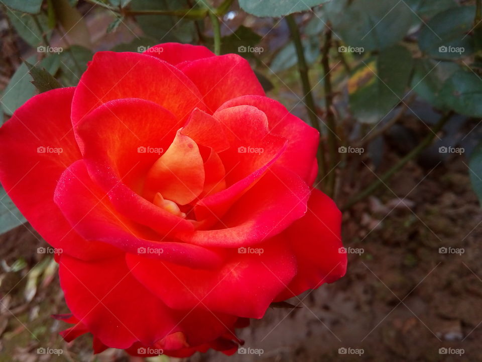 rose 2017-12-23 002 
#আমার_চোখে #আমার_গ্রাম #nature #rose #eukaryota #plantae #angiosperms #eudicots #rosids #rosa