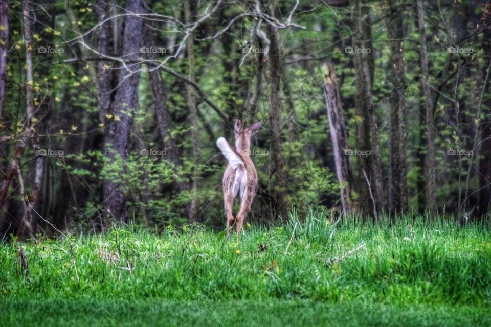 Early morning hike in Wooster, Ohio - deer leaping away.