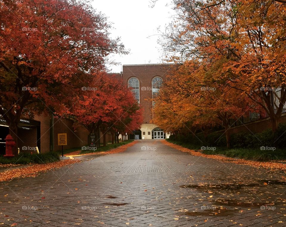 Beautiful autumn reds and oranges lead up to the Gerald Ford stadium on Southern Methodist University campus. 