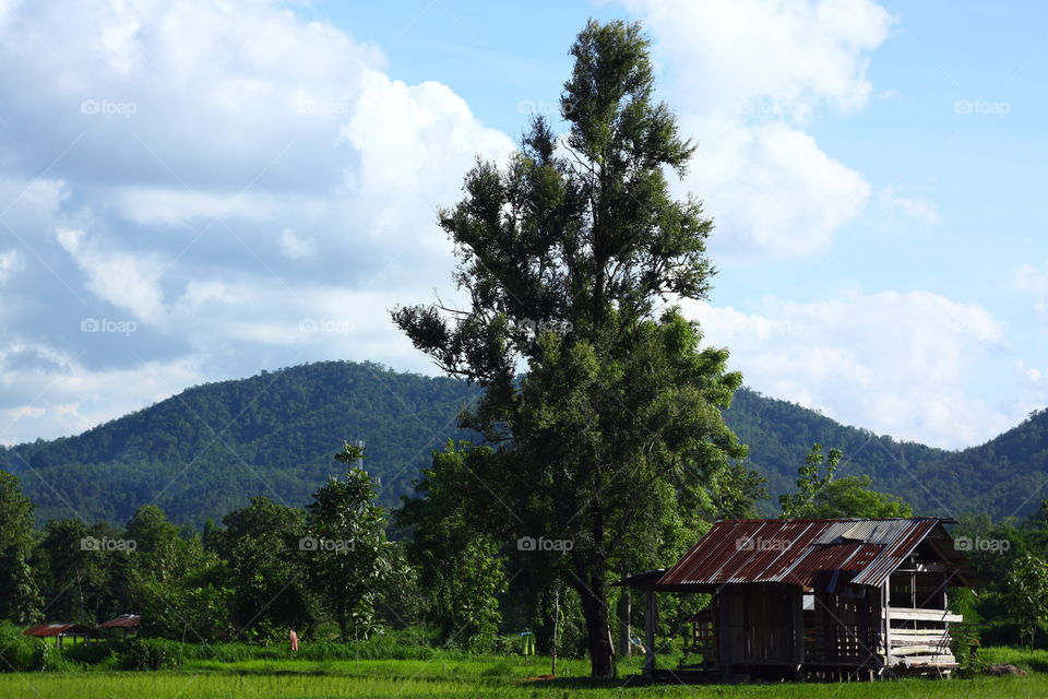 hut & paddy field, farmer